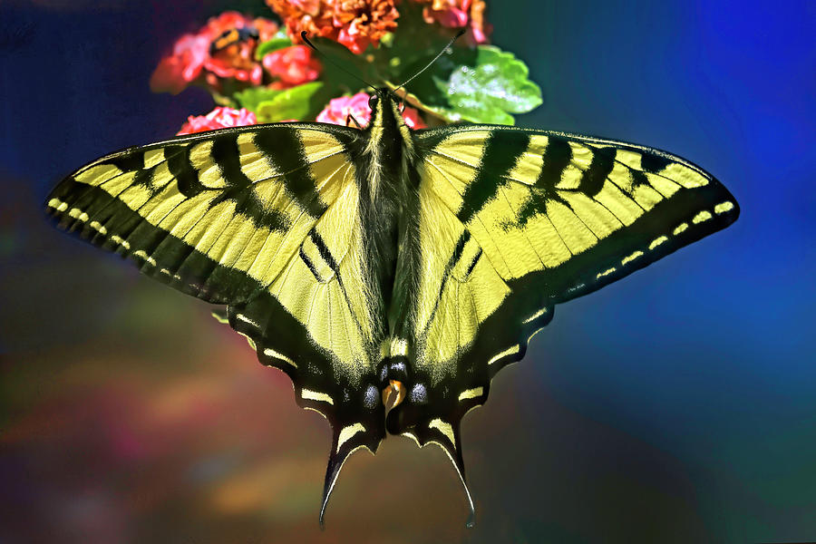 Swallowtail In Living Color Photograph by Donna Kennedy