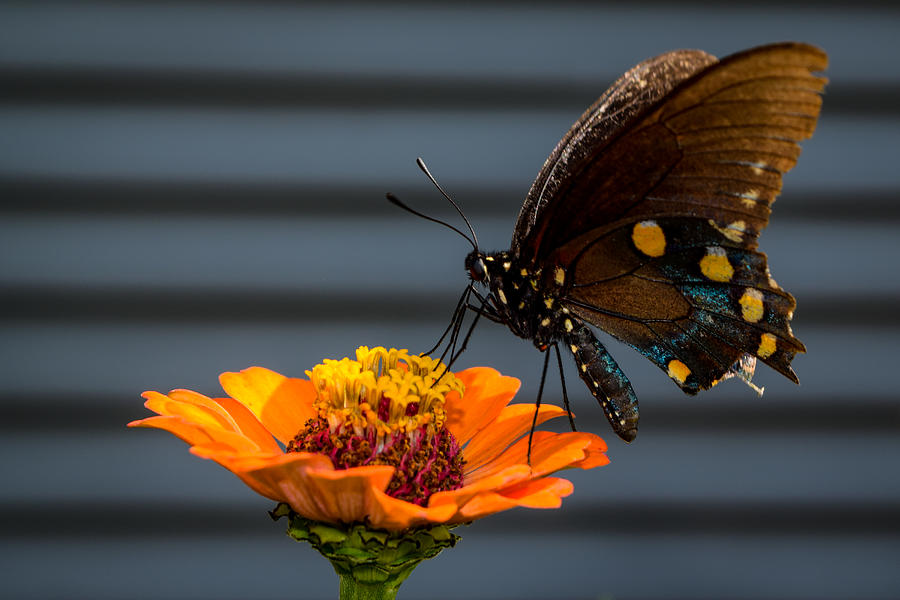 Pipevine Swallowtail in Summer Photograph by Bonny Puckett