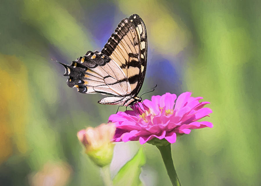 Swallowtail in the Pink Garden  Photograph by Mary Lynn Giacomini