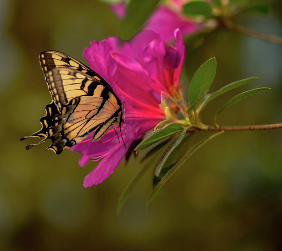 Swallowtail In The Pink Photograph by John Harding