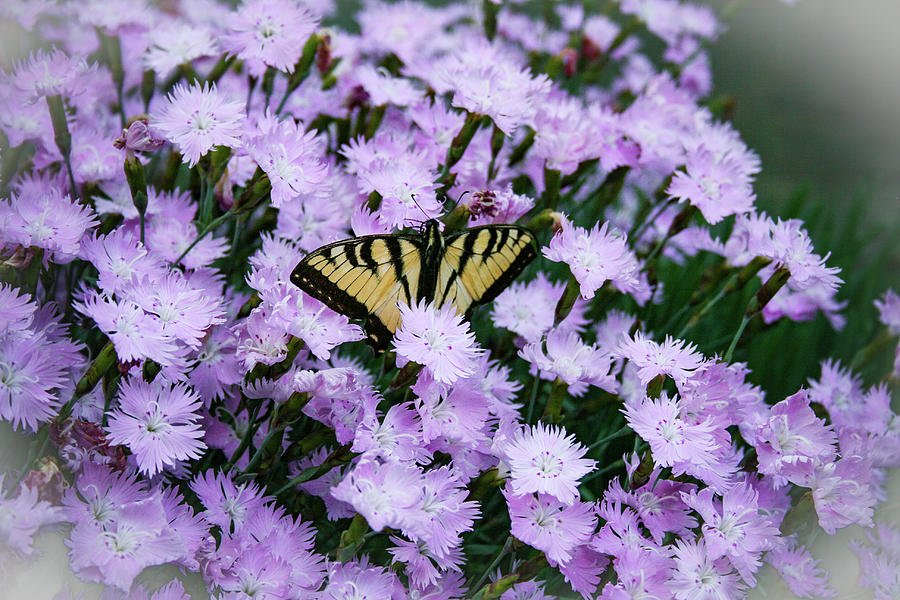 Swallowtail in the Pinks Photograph by Kristin Hatt