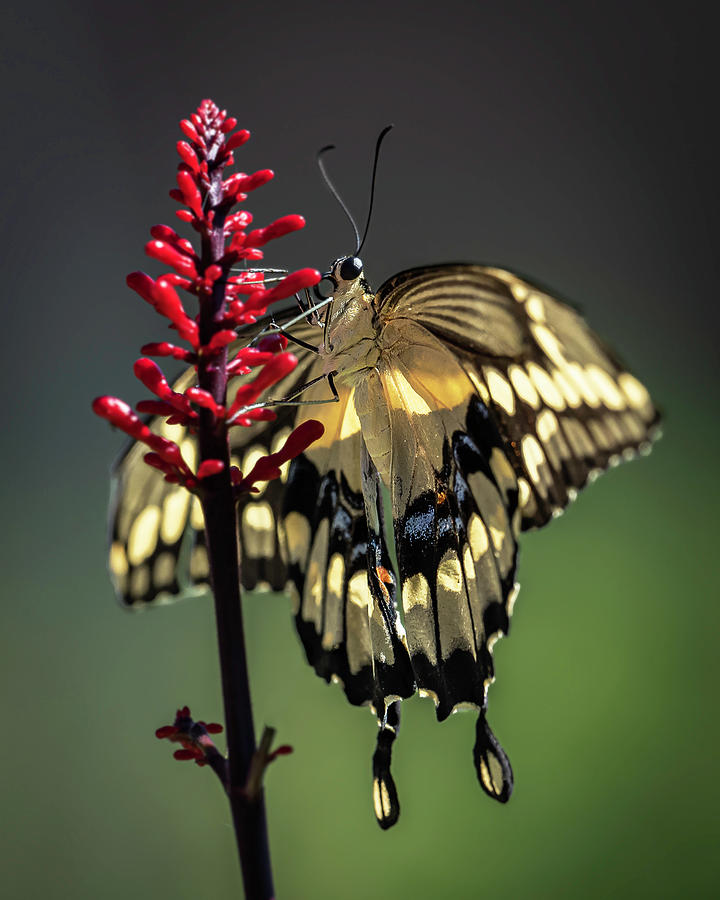 Swallowtail in the Summer Photograph by Laura Hedien