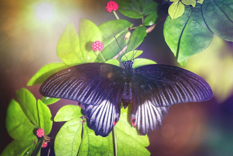 Butterfly Photograph - Swallowtail In The Sun  by Saija Lehtonen