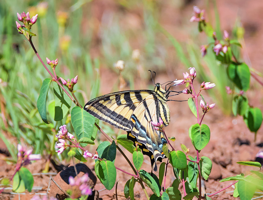 Swallowtail in the Wildflowers Photograph by Loree Johnson