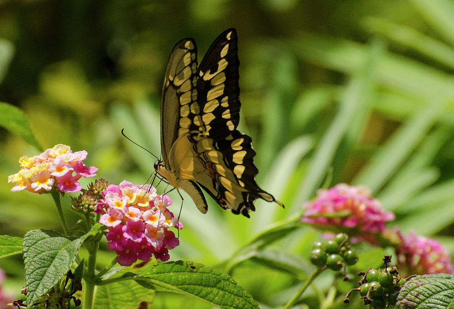 Swallowtail Photograph by Jean Booth