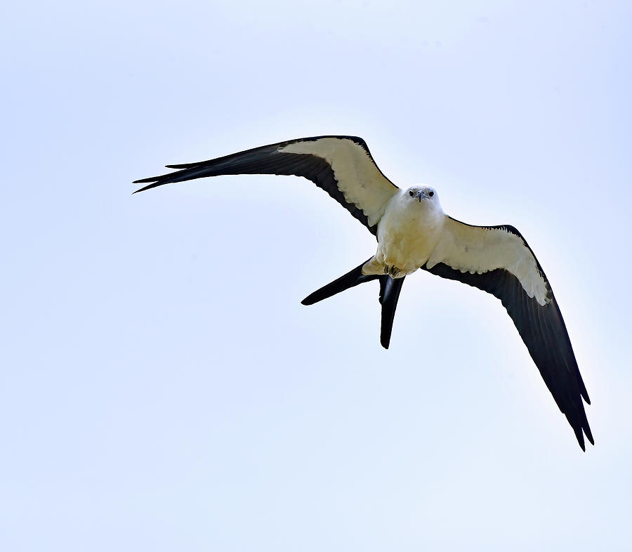 Swallowtail Kite Overhead Photograph by Cindy McIntyre