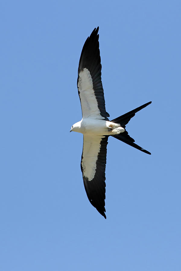 Swallowtail Kite Overhead Photograph by Daniel Caracappa - Fine Art America