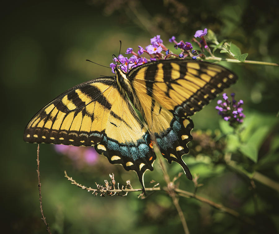 Butterfly Photograph - Swallowtail by Lori Rowland