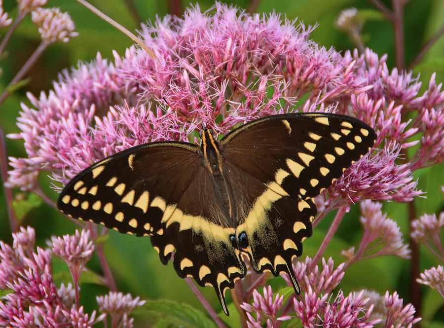 Swallowtail Photograph by Marshall Hurley Swallowtail Photograph by Marshall Hurley