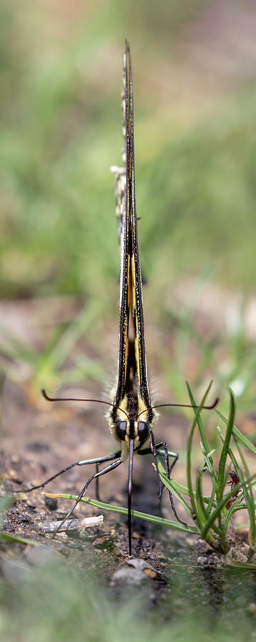 Swallowtail Narrow Crop Photograph by Randy Robbins