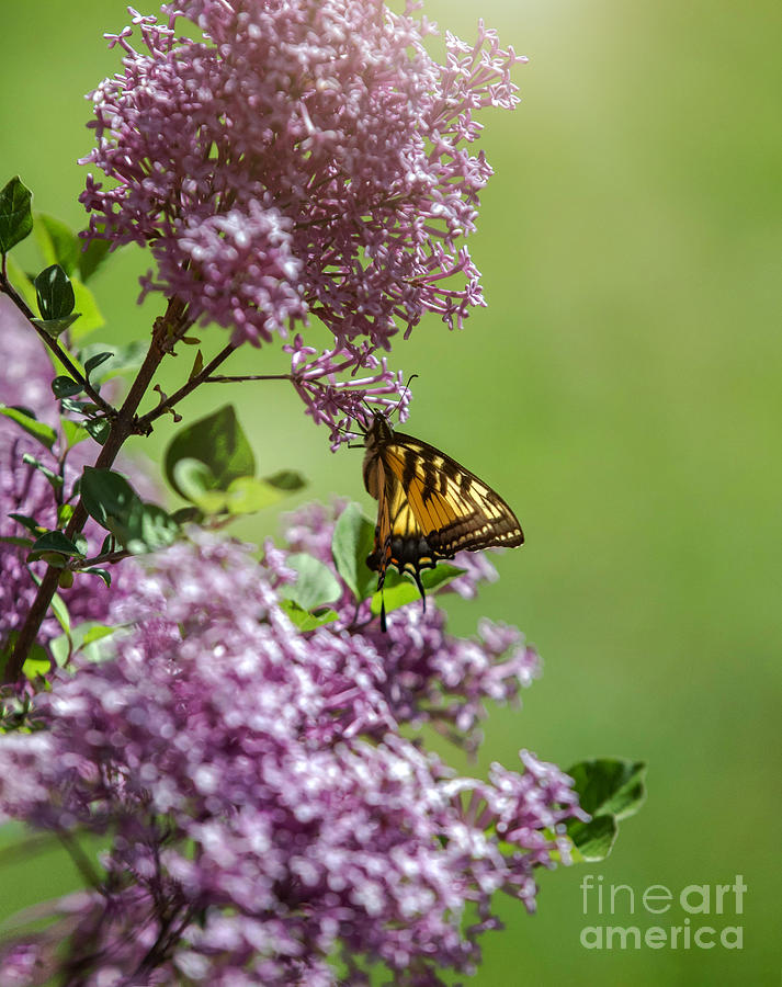 Swallowtail On A Lilac Bloom Photograph