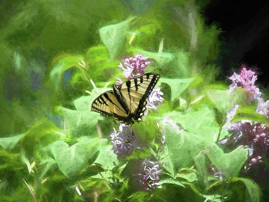 Swallowtail on a Lilac Photograph by Wayne King