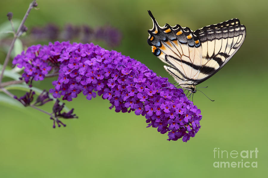 Swallowtail on Butterfly Bush Photograph by Jan Day