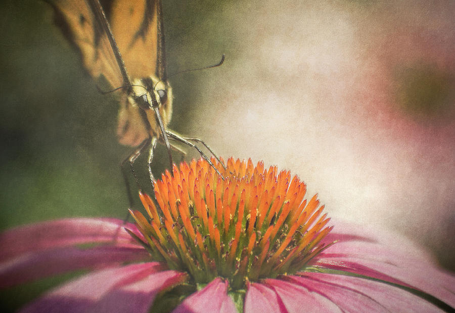 Swallowtail On Coneflower Photograph