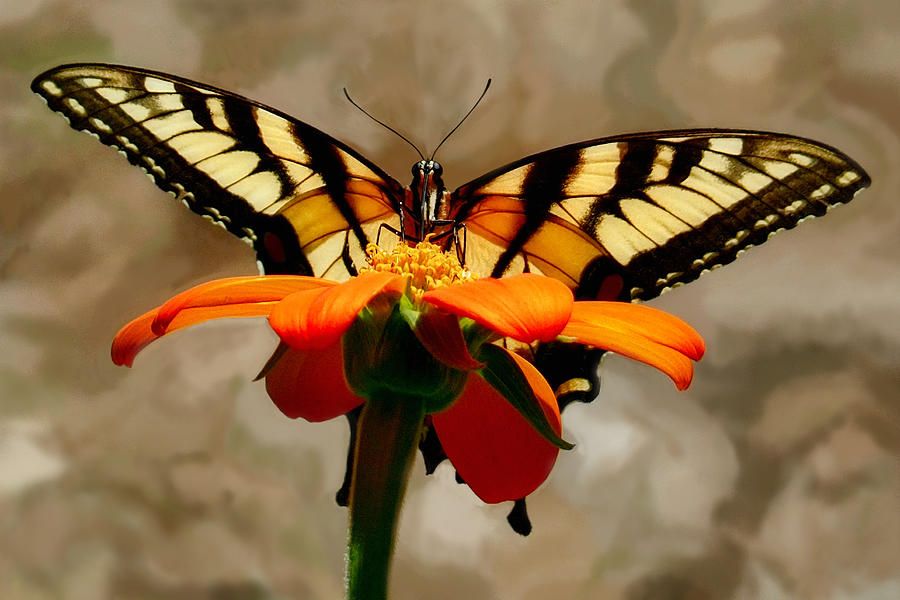 Swallowtail on Cosmo Photograph by Judy Cuddehe