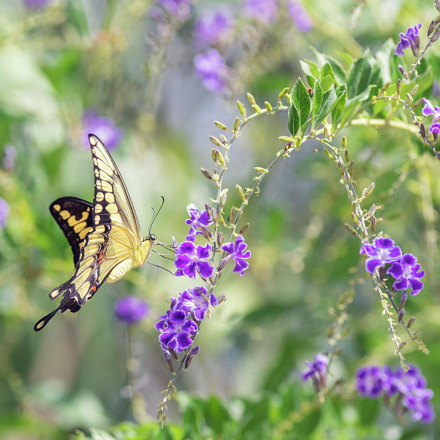Swallowtail on Duranta Flowers Photograph by Susan Gary