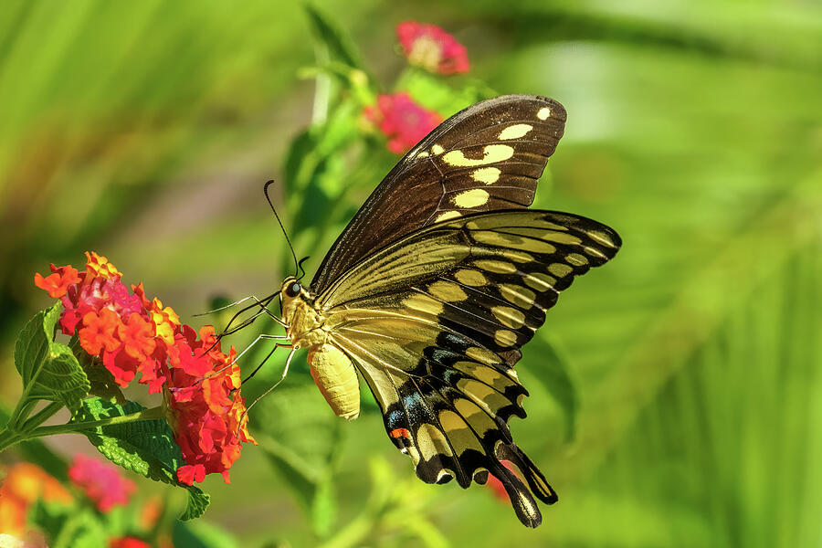 Swallowtail on Lantana Photograph by Laura Epstein - Fine Art America