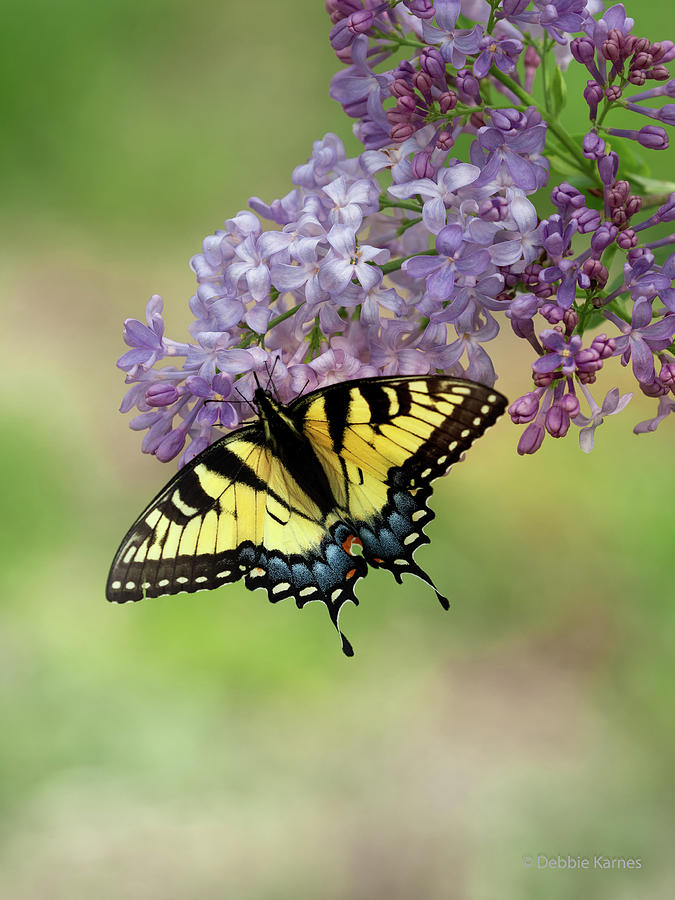 Swallowtail on Lilacs Photograph by Debbie Karnes