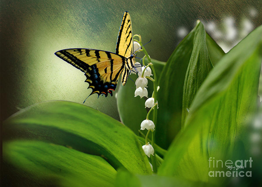 Swallowtail on Lily of the Valley Mixed Media by Morag Bates