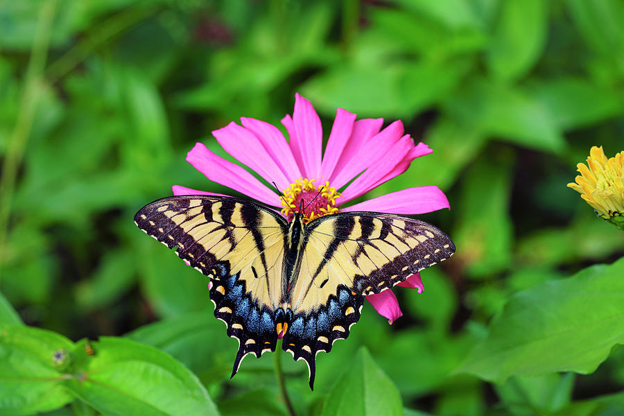 Swallowtail On Pink Zinnia 2 Photograph