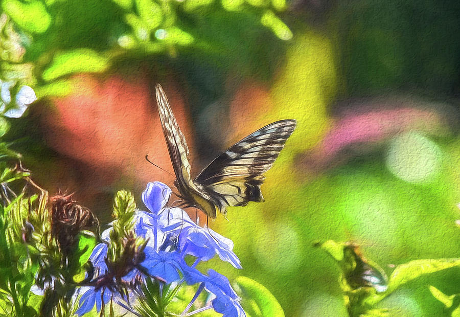 Swallowtail on Plumbago 1 Mixed Media by Linda Brody