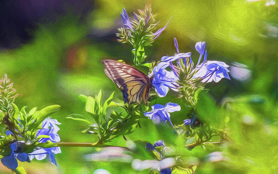 Swallowtail on Plumbago 2 Mixed Media by Linda Brody