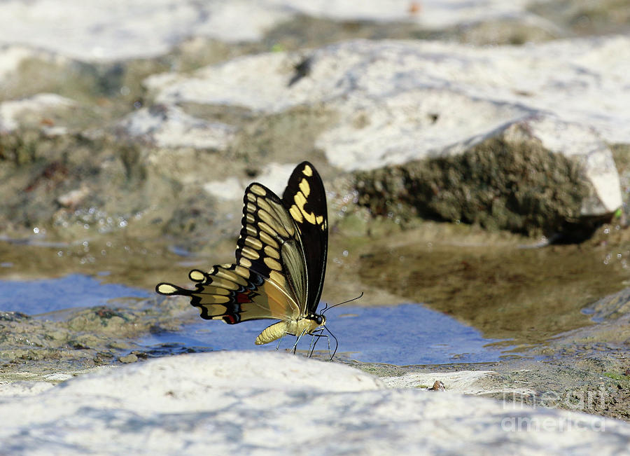 Swallowtail on Rivers Edge  9211 Photograph by Jack Schultz
