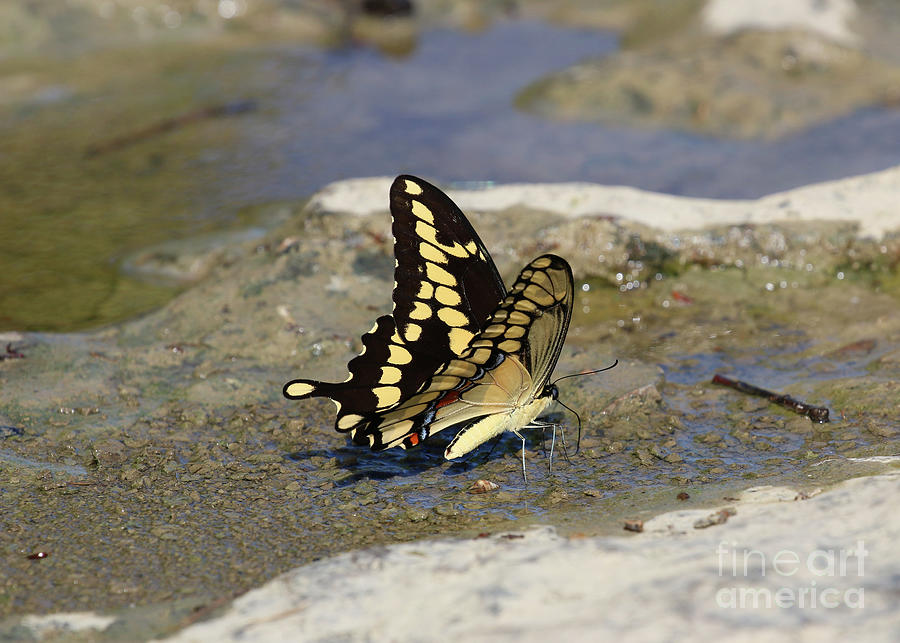 Swallowtail on Rivers Edge  9223 Photograph by Jack Schultz