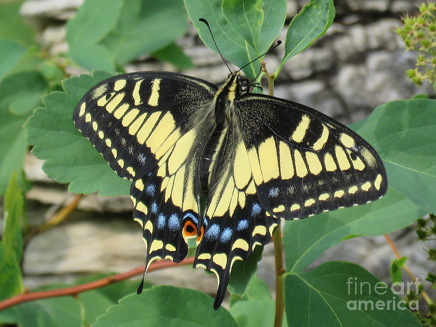 Swallowtail Photograph by Michele Penner