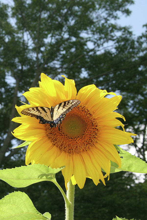 Swallowtail On Sunflower Photograph by Melinda Funk - Fine Art America