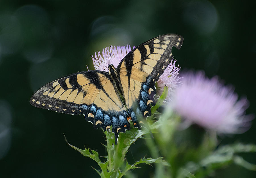Nature Photograph - Swallowtail On Thistle 2 by Fraida Gutovich