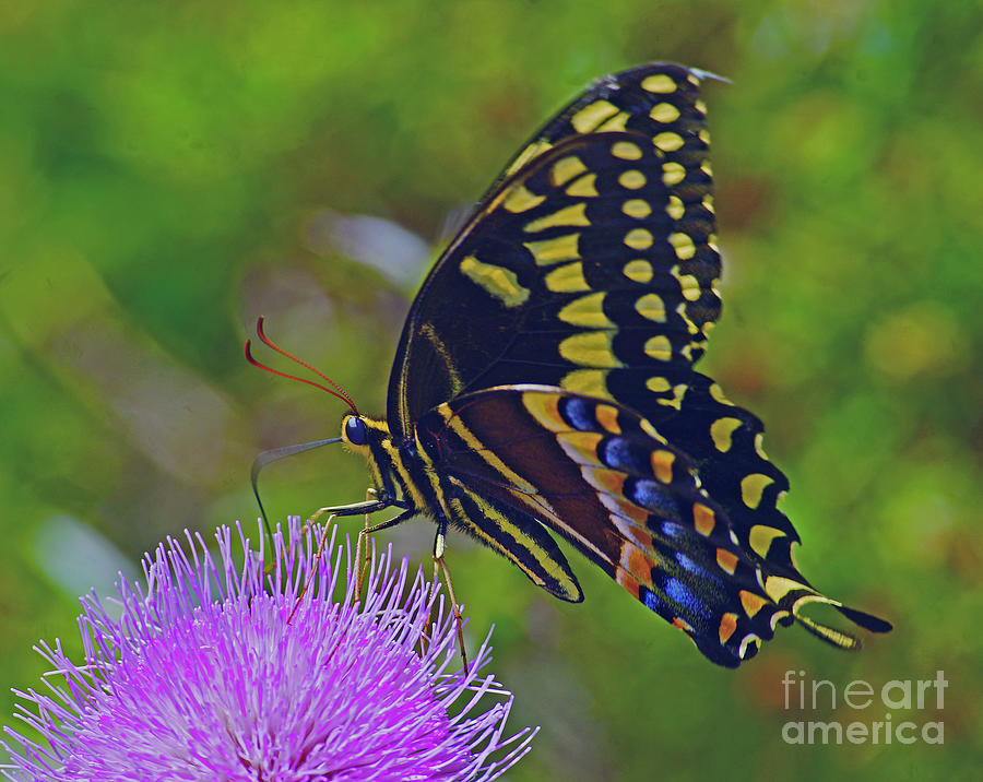 Butterfly Palamedes Swallowtail on Thistle Photograph by Larry Nieland