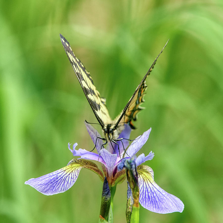 Swallowtail on wild Iris Photograph by Paul Freidlund