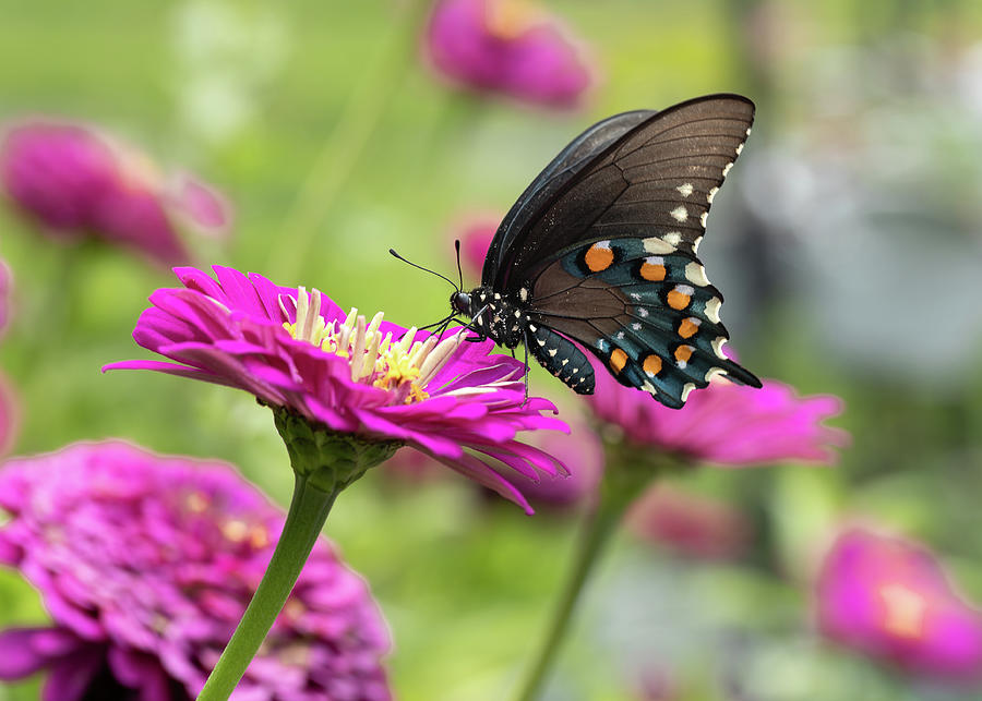 Swallowtail on Zinnia Photograph by Debbie Karnes