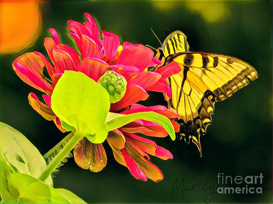 Swallowtail on Zinnia Painting by Marilyn Smith