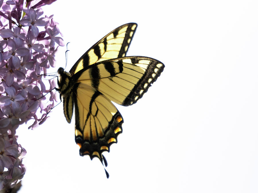 Swallowtail Photograph by Penny Meyers