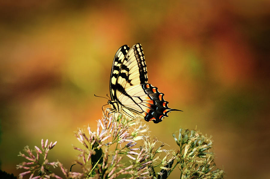 Swallowtail Photograph - Swallowtail by Randall Branham