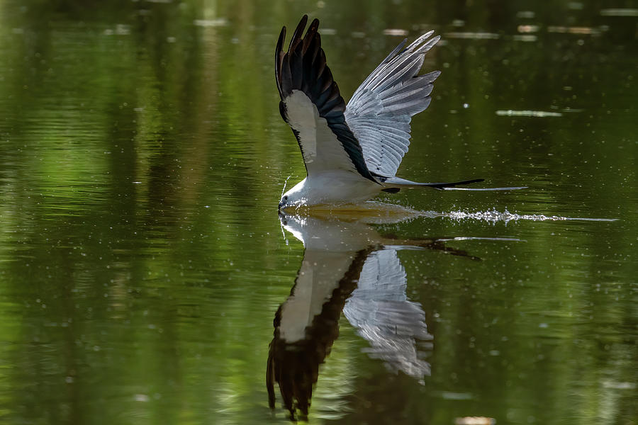 Swallowtail Reflections Photograph by Jim Miller