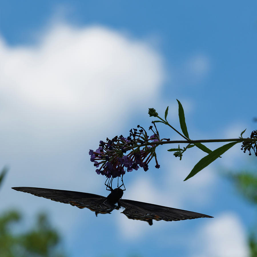 Swallowtail Silhouette Photograph by Liz Albro