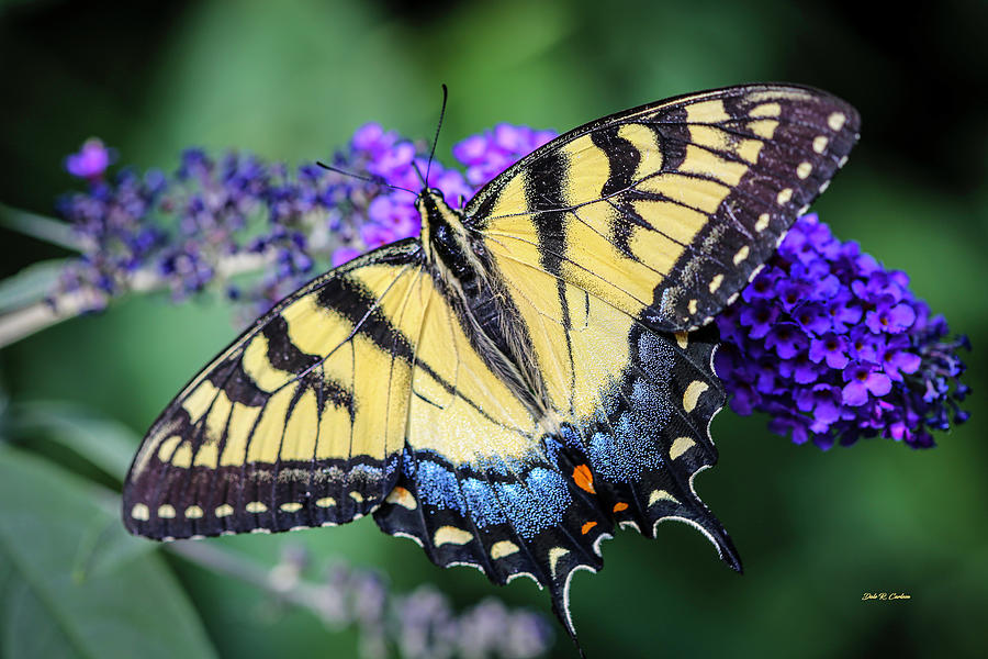 Swallowtail Beauty Photograph by Dale R Carlson
