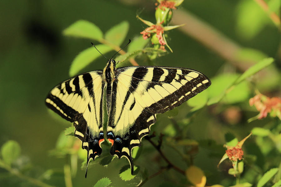 Swallowtail stretches its wings in the sunlight Photograph by Jeff Swan ...