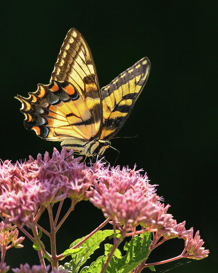 Swallowtail Summer Light Photograph by Rachel Morrison