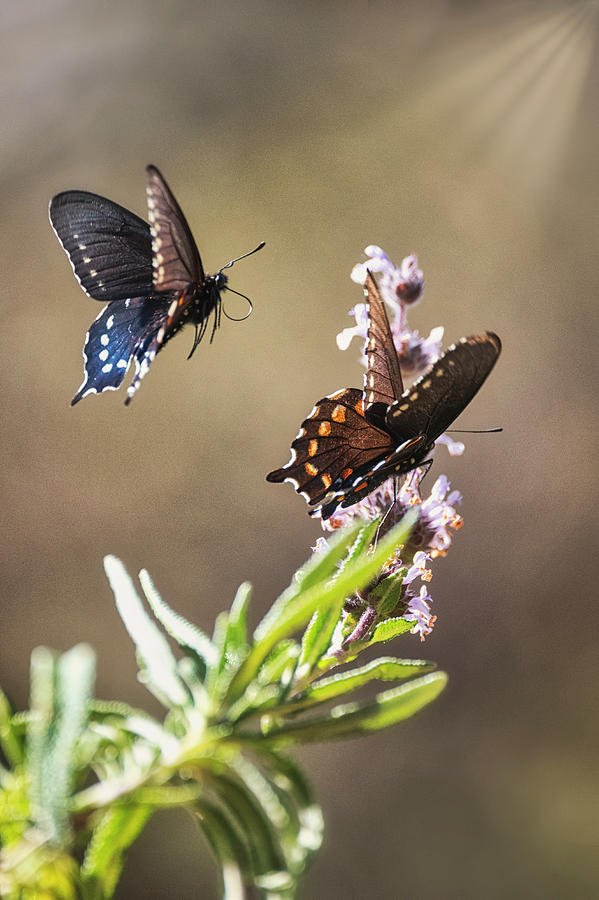 Swallowtail Takes Flight  Photograph by Saija Lehtonen
