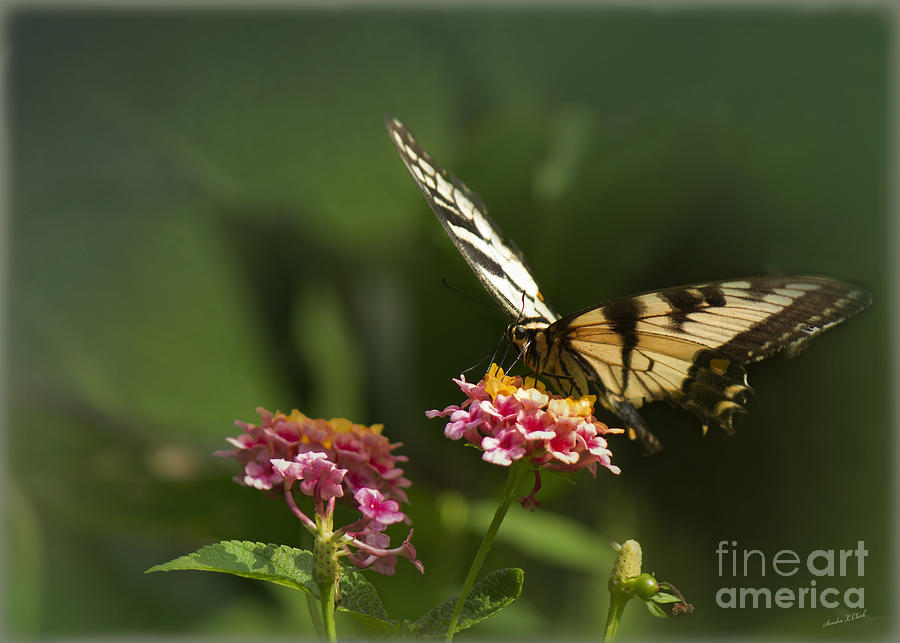 Swallowtail Taking a Sip Photograph by Sandra Clark