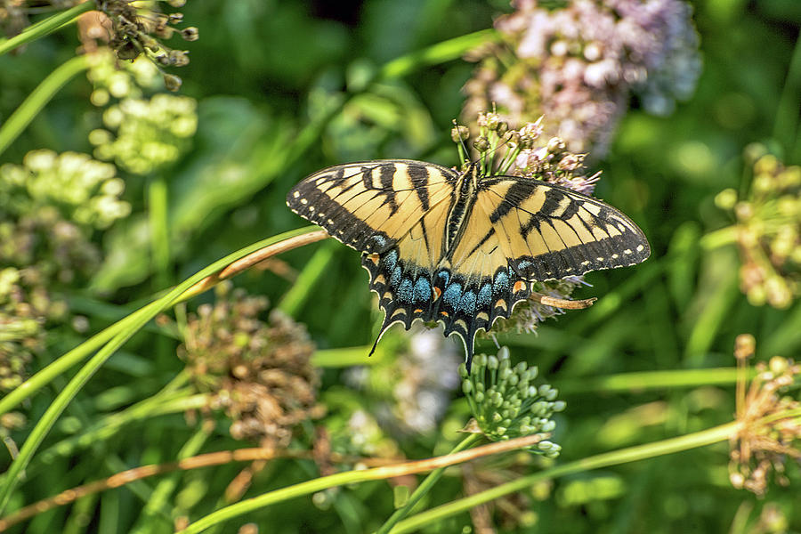 Swallowtail  Photograph by Teresa Hughes