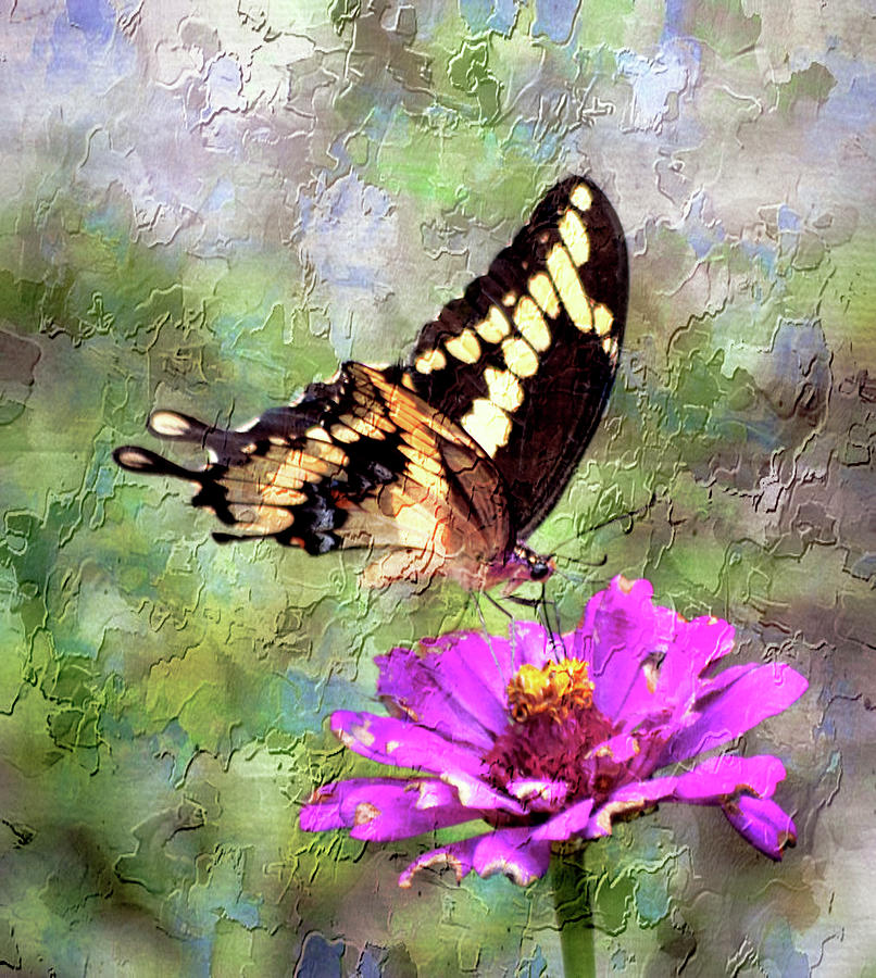 Swallowtail Zinnia Photograph by Sheri McLeroy