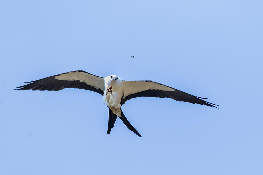 Swallowtailed Kite on the Prowl Photograph by Jim Miller