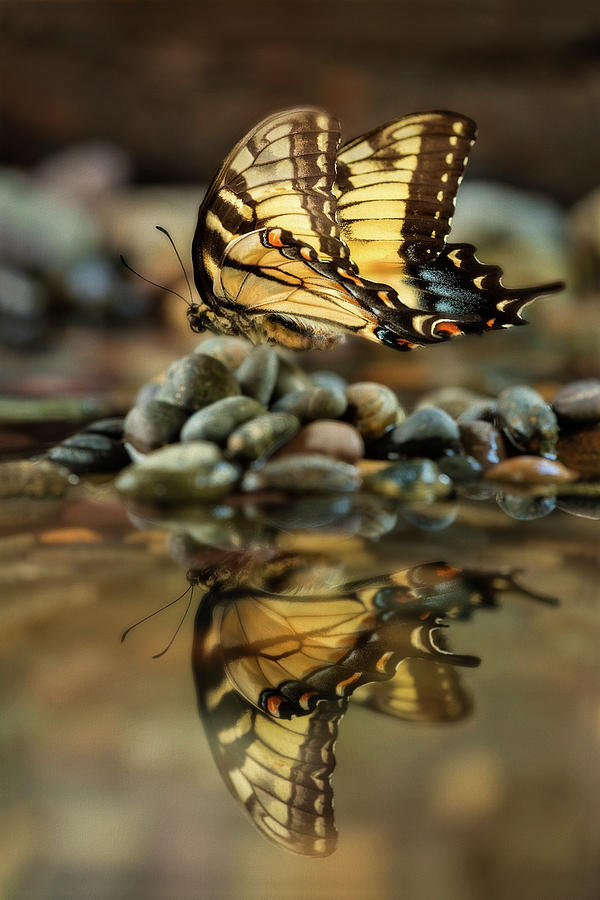 Swallowtails Reflection 3 Photograph by John Rogers