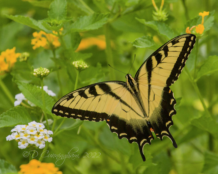 Swallowtails Visit Photograph by Dorothy Cunningham