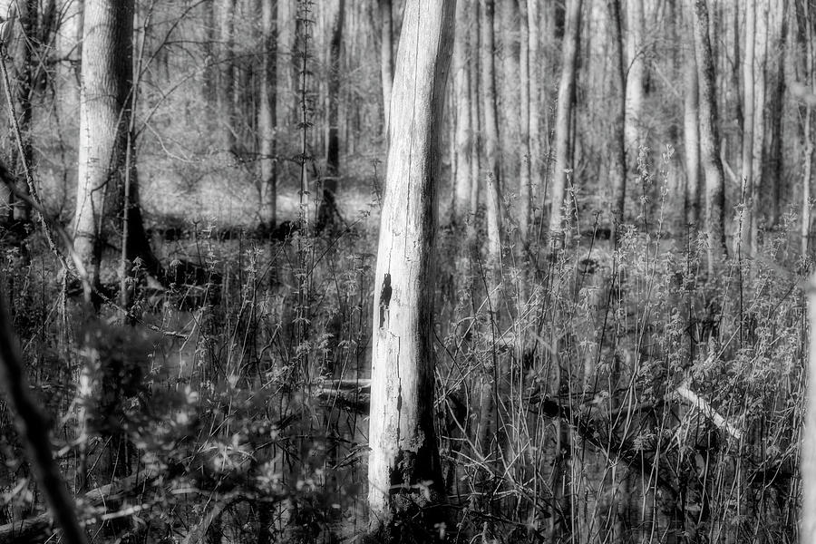 Tree Photograph - Swamp 2 by David Stasiak